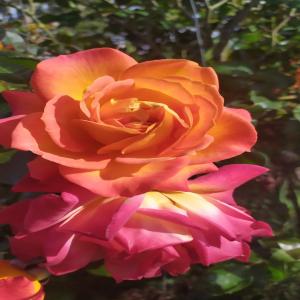  Des Légumes Et Fruits En Aquaponie Et Sableponie - fruits et légumes une jeune et nouvelle soci&eacute;t&eacute; agricole marocaine sp&eacute;cialis&eacute;e en aquaponie et sableponie au maroc cherche des clients et acheteurs pour ces produits acuaponics comme; organismes aquatique ( perches ,  truites ,  tilapies ,  crevettes blanches....et..) et des v&eacute;g&eacute