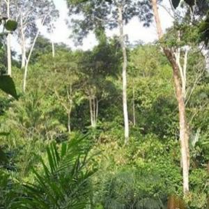  Forêt Vİerge En Vente - mine terrain concession foret vİerge en vente---superficie - 60 hectares --lİeu - agboville --documentation - t.f.a --prİx - 900.000f cfa / hectare