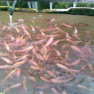  Poissons Fruits Et Légumes D'aquaponie Au Maroc - poissons bonjour .--une nouvelle société agricole spécialisée en aquaponie ,  cherche partenariat ou investisseurs pour développer sa ferme  aquaponique déjà installée ses serres agricole et ses bassins aquatique sur un terrain de 15000m2  sur la r&eacut