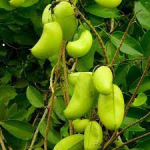  Plants De Griffonia Simplicifolia Et Combretum M. - semence graine plant nous recherchons des semences sous forme de plants de griffonia simplicifolia et de combretum micranthum (kinkeliba) pour un jardin  botanique. merci pour toute information utile à ce sujet.  