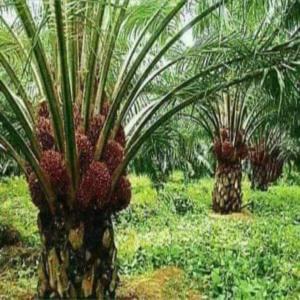 Plantatİon De Palmier Huile En Vente - mine terrain concession plantatİon de palmier à huile en vente---superficie - 200 hectares --lİeu - agboville --documentation - t.f.a --prİx - 6 millions / hectare 