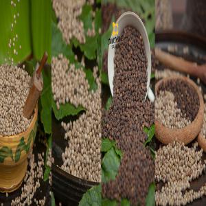  Le Poivre Blanc Et Noir De Penja (white Pepper) - épices aromates le poivre de penja (aussi appelé poivre des oiseaux) est long en bouche et très légèrement piquant. il est doux et raffiné. --fournisseur de poivre blanc et noire de qualité supérieur. --- quantite - grand stock