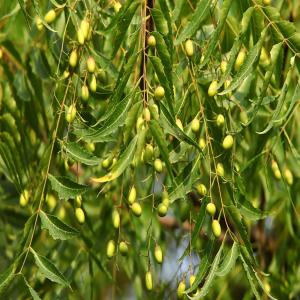  Cherche Graine De Neem Madagascar - semence graine plant bonjour, --je suis résidant de madagascar,  dans le domaine de l'agriculture et autres.--j'ai besoins en urgences 500kg de graines de neem frais.--a bon prix.