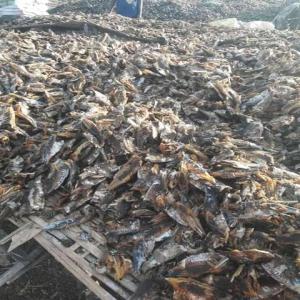  Poisson Fumé Sans Sel - poissons nous disposons d'une grande quantité de poissons fumé sans sel .notre unité de production se situe dans la zone centre plus précisément entre fatick et diofior; le prix du kilogramme est fixé à 2500 fcfa.--