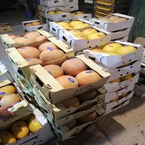  Algérien Melon Pastèque Zagora De Haute Qualité - fruits et légumes bonjour--si vous etes intéressé on peut vous ofrire des melon vert et jaune de très bonne qualité frais la récolte du jours avec un conditionnement très propre et un prix raisonnable et soyez sûre que la qualité est garantie--nos fruit sont de s
