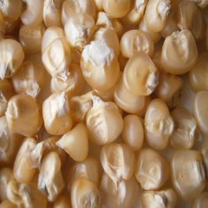 Maïs Blanc Et Jaune - fruits secs et graines grillées nous disposons de 4  chargement de maïs propre dans des sacs de 110 kg .pour toute demande de prix veuillez nous contacter .