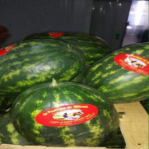  Pastèques Vendre - fruits et légumes bonjour,  past&egrave;ques de zagora tr&egrave;s bon qualit&eacute; au prix exceptionnel ,  merci de nous contacter