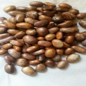  Bourrache De Nigelle - fruits secs et graines grillées j'ai une grande quantité de bourrache de nigelle je suis en algérie et je cherche des clients (laboratoire,  société...) 