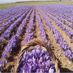  Vente Safran Afghanistan/ Iran - épices aromates bonjour,  je vous propose safran d'afghanistan et iran en grandes quantités pas chères et avec garantie,  je cherche un partenaire que soit intéressé de contribuer dans ce business avec moi,  ou que puisse trouver des clients. aujourd'hui le safran d'afghanistan est le premi
