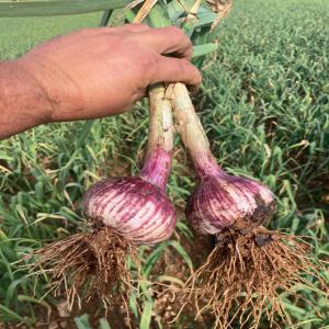  Ail,garlic,ajo - fruits et légumes nous sommes grossistes d'ail a l'espagne-seville--apr&eacute;s 2012.--nous trabayons les variet&eacute;s------spring violet ---rouge espagnol (morado)---noir ----votres demandes par email  s'il vous plait.----merci d'avant--