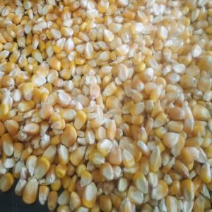 YELLOW MAIZE / CORN (FOR ANIMAL FEED) - 750 MT - Netherlands Wholesaler supplier search - Espaceagro YELLOW MAIZE / CORN (FOR ANIMAL FEED) - 750 MT - Netherlands Wholesaler supplier search - Espaceagro