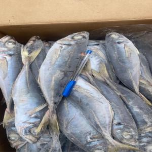  Offre De Poisson Du Senegal: Chinchard Et Divers. - poissons bonjour ----nous sommes une société base au senegal,  nous offrons pour le marche africain divers type de poissons congelés tel que le chinchard,  le maquereau,  le thon,  et du divers afrique (lania,  sompate,  ombrine,  plat-plat,  pageot,  pelon ...etc) . nous sommes en mesure de vous