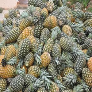  Ananas - fruits et légumes je suis fournisseur des ananas frais au b&eacute;nin . bien sucr&eacute; bien d'où . pour la consommation des clients . quantit&eacute; illimit&eacute;e .--lieu de production b&eacute;nin --je fais la livraison un peux partout dans le monde entier