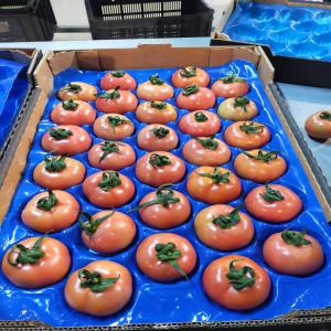  Export Fruits Et Légums - fruits et légumes nous sommes est une société marocaine d'import et export de fruits et légumes frais. notre entreprise commercialise une large variété de fruits et légumes destinés à l'export tel que les primeurs (différentes variétés de po