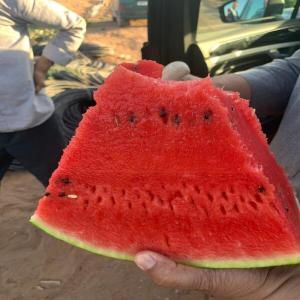  Pastèque Tunisien En Quelques Jours Chez Vous - fruits et légumes --nous exportons de la pastèque de haute qualité de la tunisie vers toute l'europe (france,  belgique,  allemagne,  suisse,  italie....) en quelques jours en camion complet de 20 tonnes net. de nombreux départs . prix très attractifs,  calibre gros disponible +8 kg