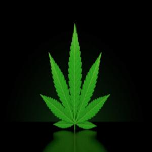  Cherche Producteur Fleurs Cbd - matiere vegetale bonjour,   je cherche un producteur de fleurs de cbd pour le marché français ( <0, 2% thc ). j'ai besoin de plusieurs échantillons de fleurs de cbd afin de sélectionner plusieurs variétés en vue d'acheter plusieurs kilos de fleurs. le tout afin de commencer pa