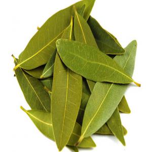  Feuille De Laurier Bio -laurier Sauce - matiere vegetale le laurier noble (larus nobilis),  laurier-rose,  laurier-sauce bio algérien --à l’état frais ou séché avec branche et sans branche.--nous cherchons des clients sérieux pour l’achat de notre produit --