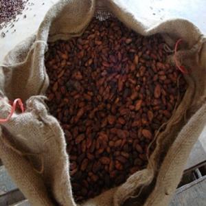  Fèves De Cacao De Qualité Supérieure Disponibles - café cacao thé nous fournissons nos produits de haute qualit&eacute; en f&egrave;ves de cacao crues s&eacute;ch&eacute;es,  en poudre et en p&acirc;te &agrave; des prix tr&egrave;s abordables.--f&egrave;ves de cacao de haute qualit&eacute; produisant des f&egrave;ves avec la saveur la plus forte de f&egrave;ves de 