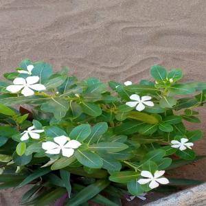  Guérison Par La Plante - publicité-nouveaux produits nous empruntons ce canal pour d&eacute;montrer  les comp&eacute;tences de l'afrique,  gueris-toi par les feuilles et la nature. seul rem&egrave;de efficace au monde.de se guerrier..--les maladies tels que &eacute;pilepsie,  epathite,  cancer de gorge,  prospate , etc...