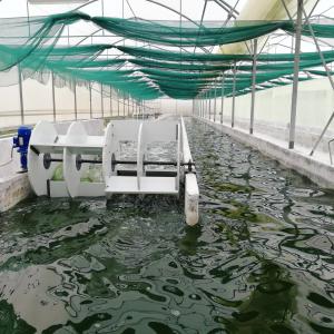  Spiruline Certifiée Bio Vendre - épices aromates une ferme de culture de spiruline certifiée biologique par l'organisme de certification ccpb,  sise en tunisie,  cherche à vendre une quantité de 500 kg de spiruline (produite en 2021) avec un minimum de 50 kg. excellente qualité avec des analyses faites dans des labo exter