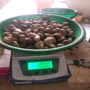  Vente De 10000tonnes De Noix De Cajou Au Sénégal - roasted seeds and nuts our company is looking to expand its customer base in exporting cashews all over the world.----raw cashew nuts  ----  specification-  ----  origin-  senegal -guinea bissau,  senegal ----    moisture-  10% max ----   out turn-  guinea bissau 50+ 50  54 lbs ----   nuts count- 200   230 nuts per kg ----