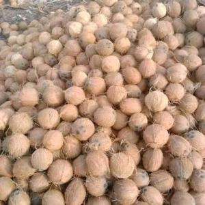  Noix De Coco Sec - fruits secs et graines grillées bonsoir &agrave; tous --je suis dans l'exploitation et la vente des noix de coco sec au b&eacute;nin. pour tout vos besoins en noix de coco sec veillez me contacter svp. merci 