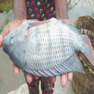  Recherche Financière - poissons je recherche de toute urgence un partenaire en europe très sérieux qui peut financier --un projet de l'élevagee de tilapia urgent. urgent. 