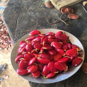 Semantier en vente - semence graine plant j vends les semences comme bubinga, zingana  .kola du singe, du lion..et ossi le bois rouge..en kl et en tonne..