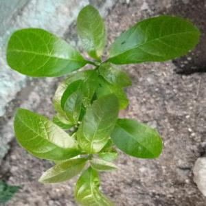  Huile Essentielle Bio - huiles nous sommes &agrave; la recherche d'une partenaire pour financier d'une projet d'extraction d'huile essentielle bio &agrave; madagascar .-- et commercialis&eacute; le produit finir &agrave; l'&eacute;tranger-- destin&eacute;e au l'industrie de la pharmaceutique,  l'usine de parfumerie,  et -- cosm&eac