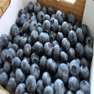  Blueberries Portugal - fruits and vegetables the bueberries season have started!--we can supply conventional and bio. we are global gap certified. --packaging- 125gr,  250gr,  2kg,  etc as per customer request. get in touch with us! 