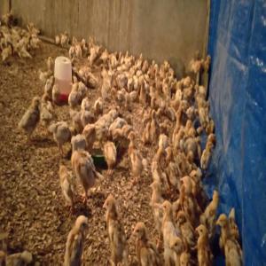  Clients Pour Les Poussins De Poules Pondeuses - viandes et oeufs nous sommes à la recherche de clients pour les poussins pondeuses à kinshasa. nous offrons le service d'accompagne de a-z pour l'implantation d'un projet. nous fournissons également la nourriture,  les médicaments et vaccins. nous vous aidons à recruter et former le