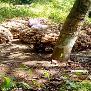  Investissement,financement,prêt - Investissement capitaux bonjour je suis une coopérative agricole des produits agricole industriel et vivriers de côte d'ivoire--activité achats et ventes des produits agricole comme le cacao. hevea (caoutchouc). noix de cajou . café . et autres. je suis à la recherche des investisseurs ,  f