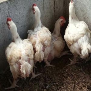  Poulets De Chairs, Poissons Eau Douce ,maïs Etc - animaux vivants le grand reseau de producteur agricoles  100% camerounais agriculture emergence groupe actuellement à votre disposition sur yaoundé --7000 tetes de poulets ( plumes ou déplumé-gratuit)--600  tetes de porcs --les bon poissons d eau douce --100tonnes de maïs sec --15ha de m