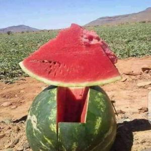 Pastèque - fruits et légumes pastèque nouvelle récolte de maroc en tout calibres,  et conditionnement pour toute destination. très bonne qualité très bon service très bon prix