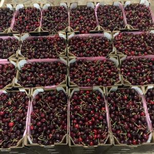  Cerise - fruits et légumes nous offrons des cerise origines maroc pour toute destination . we offer cherry origins morocco for all destination. (...) 
