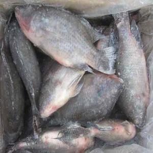  Poisson, Tilapia, Congelee Congelee Poisson - aliments pour animaux tilapia congelés wr--tailles 100-200--n.w - 90 %--cfr abidjan 804-1000 usd la tonne.--transport par conteneur 40 rft.--origine du tilapia - asie----pour des tailles de 300-500 et 500-800 nous contacter.--nous ne recherchons pas des collaborateurs mais seulement des acheteurs sérieux.--