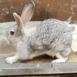  De La Chair Tendre Très Bon Prix - animaux vivants vente de lapin à très bon poids av très bon prix avec le rapport équilibré qualité-prix. élevé dans des conditions adéquat et adapter.