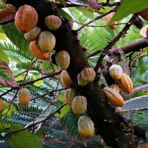  Broker - coffee cocoa tea broker,  looking for partners for coffee,  cocoa,  tea.--we are a cameroonian company which operates in the purchase of cocoa beans. we are professional and we hold professional cocoa beans purchasing cards. in order to set up a partnership to represent the various international companies who would lik