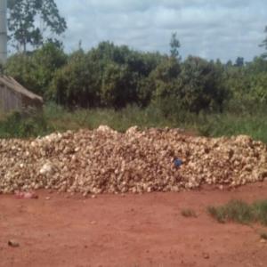  Hévéa En Grande Qualité Et Quantité - café cacao thé nous sommes un groupement de planteur d'h&eacute;v&eacute;a,  &agrave; la recherche de paritaire qui nous aidera en &eacute;quipements et financi&egrave;rement &agrave; qui nous allons livrer nos production 35 &agrave; 40 tonnes trois fois dans le mois.