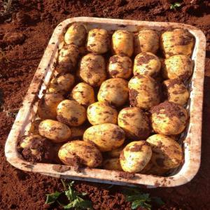  Pomme De Terre - fruits et légumes nous sommes une soci&eacute;t&eacute; internationale qui dispose d une grande quantit&eacute; de pomme de terre.tr&egrave;s bonne qualit&eacute; tr&egrave;s bon service tr&egrave;s bon prix.--we are an international company which has a large quantity of potato. very good quality,  very good service,  