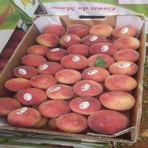  Peche - fruits et légumes riche en eau,  la peche est peu calorique. elle se r&eacute;v&egrave;le correctement dos&eacute;e en vitamine c,  fibres et carot&egrave;nes,  indispensables &agrave; la peau. la peche contient aussi du potassium,  du magn&eacute;sium,  du phosphore et du fer en bonne quantit&eacute;.tr&egrave;s bonne qu