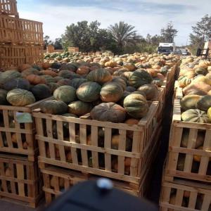  Citrouille - fruits et légumes --la citrouille a le pouvoir de vous prémunir contre les maladies hivernales,  grâce au beta-carotène qu'elle contient. en effet,  le beta-carotène est un oxydant efficace pour tuer les virus.très bonne qualité très bon service très bon prix.
