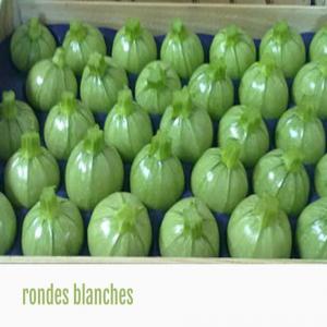  Courgette Ronde - fruits et légumes courgette ronde dans une ferme de tr&egrave;s bonne qualit&eacute; recherche achteur tr&egrave;s bonne qualit&eacute; tr&egrave;s bon service tr&egrave;s bon prix...