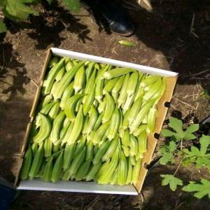  Recherche De Partenariats Pour Le Gombo Clemso - fruits et légumes nous recherchons des partenariats fiable afin de satisfaire nos producteurs de gombo clemso de la c&ocirc;te d'ivoire