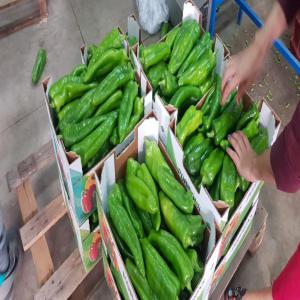  Poivre Vert - fruits et légumes le poivre vert est aussi apprécié pour ses vertus. excellent anti-oxydant,  on lui confère des propriétés d'aide à la digestion et d'anti-inflammatoire.très bonne qualité très bon service très bon prix.--green pepper is also apprec