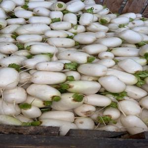  Navet - fruits et légumes nous vendons tout produit agros alimentaire pour les clients qui sont intéressé par ( le piment ,  chou,  laitue,  tomate,  aubergine,  haricot,  melon,  carottes,  navet,  pomme de terre,  oignon,  etc.) très bonne qualité très bon service très bon prix. we sell all a