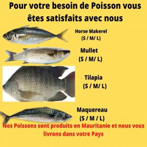  Poissons Produits En Mauritanie - poissons pour vos besoins de poissons  de tous types et de bonne qualit&eacute;,  vous serez satisfaits totalement. nos poissons sont produits en mauritanie. nous  pouvons vous livrer quelques soit la quantit&eacute;,  &agrave; partir d'un conteneur jusqu'&agrave; un navire et meme plus. vous n'avez qu'&agrave