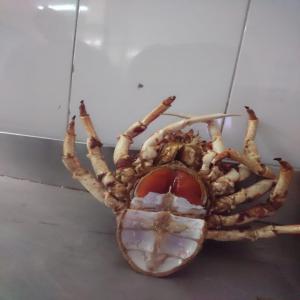  Caviar Crab - crustacean shell crab caviar-- female with crab caviar at $19 pkg cif any airport.--scientifique name - maja squinado.-- origine morocco --fao 34/37 atlantique.