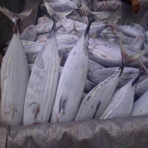  Senegal Vente De Thons Congelés( Frozen Tuna) - poissons salut &agrave; tous. si vous etes int&eacute;ress&eacute; par le thons congel&eacute; mise en carton de 20 kg. nous sommes en capacit&eacute; de fournir plusieurs milliers de tonnes par mois. vous pouvez nous contacter  ---- hi to us. if you are interested in frozen tuna put in 20 kg carton. we are 