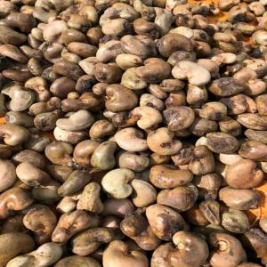  Sénégal Vente De Noix De Cajou - fruits secs et graines grillées our company is looking to expand its customer base in exporting cashews all over the world.----cashew nuts with shell ----• specification-  ----• origin-  senegal -guinea bissau,  senegal ----  • moisture-  10% max ---- • out turn-  guinea bissau 50+ 50–53 lbs ---- • nuts count- 200 – 230 nuts per kg